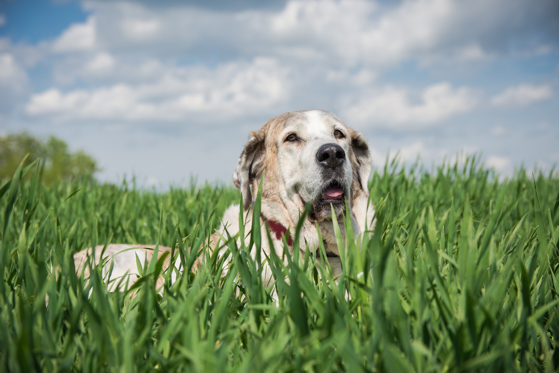 a healthy dog