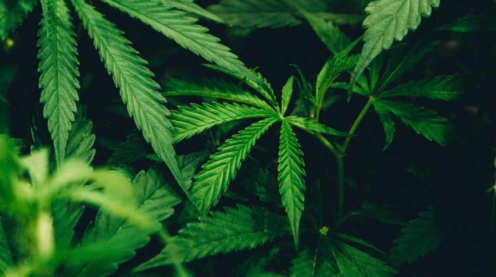 cannabis sativa