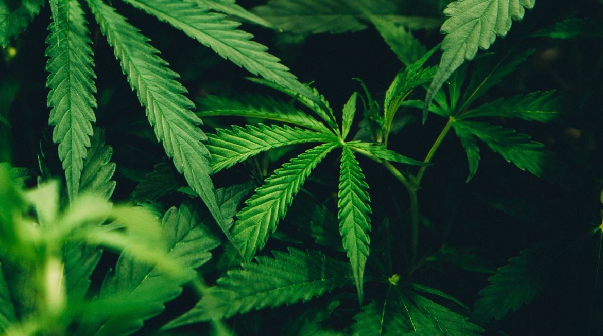 cannabis sativa