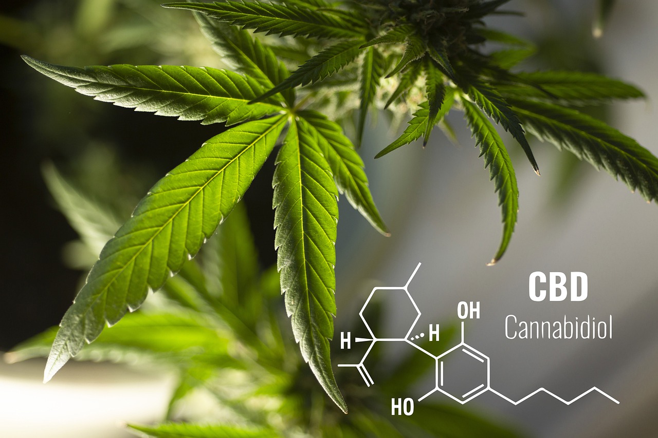 cannabis cbd